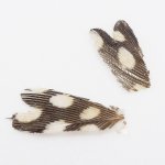 Крылья ручейника VENIARD medium цв.grey speckled(Англия)