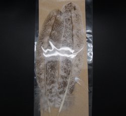 Маховые перья индюка WAPSI Mottled цв.natural light(США)