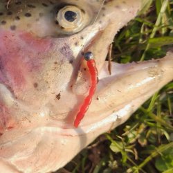 Малинка TROUT ZONE Blood Worm(Россия)